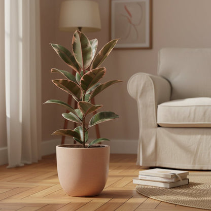 Ficus Elastica Belize – Caoutchouc panaché - Verdeia