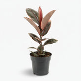 Ficus Elastica Belize – Caoutchouc panaché - Verdeia