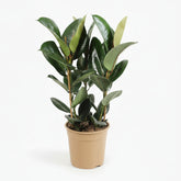 Ficus Elastica Robusta – Plante caoutchouc - Verdeia