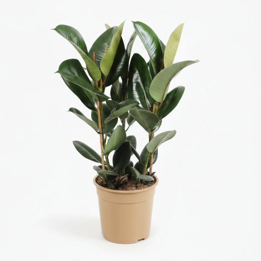 Ficus Elastica Robusta – Plante caoutchouc - Verdeia