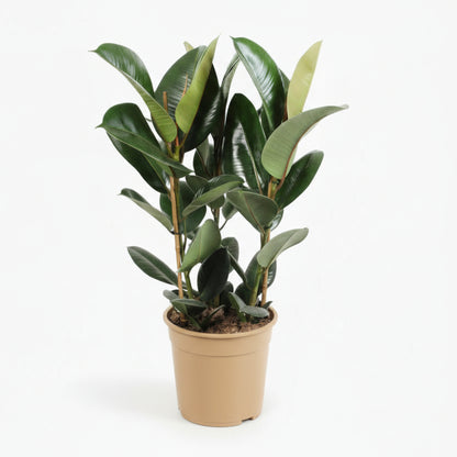 Ficus Elastica Robusta – Plante caoutchouc - Verdeia