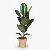Ficus Elastica Robusta – Plante caoutchouc - Verdeia