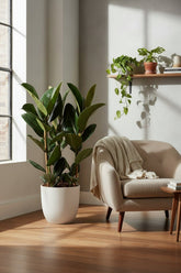 Ficus Elastica Robusta – Plante caoutchouc - Verdeia