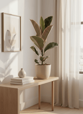 Ficus Elastica Tineke - Caoutchouc panaché - Verdeia