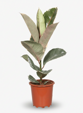 Ficus Elastica Tineke - Ø17cm - ↕50cm - Verdeia