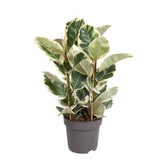 Ficus Elastica Tineke - Ø17cm - ↕50cm - Verdeia