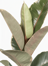 Ficus Elastica Tineke - Ø17cm - ↕50cm - Verdeia