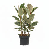 Ficus Elastica Tineke - Ø17cm - ↕50cm - Verdeia