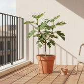 Ficus Gustissimo Perretta – Figuier nain – Ø13cm – ↨45cm - Verdeia