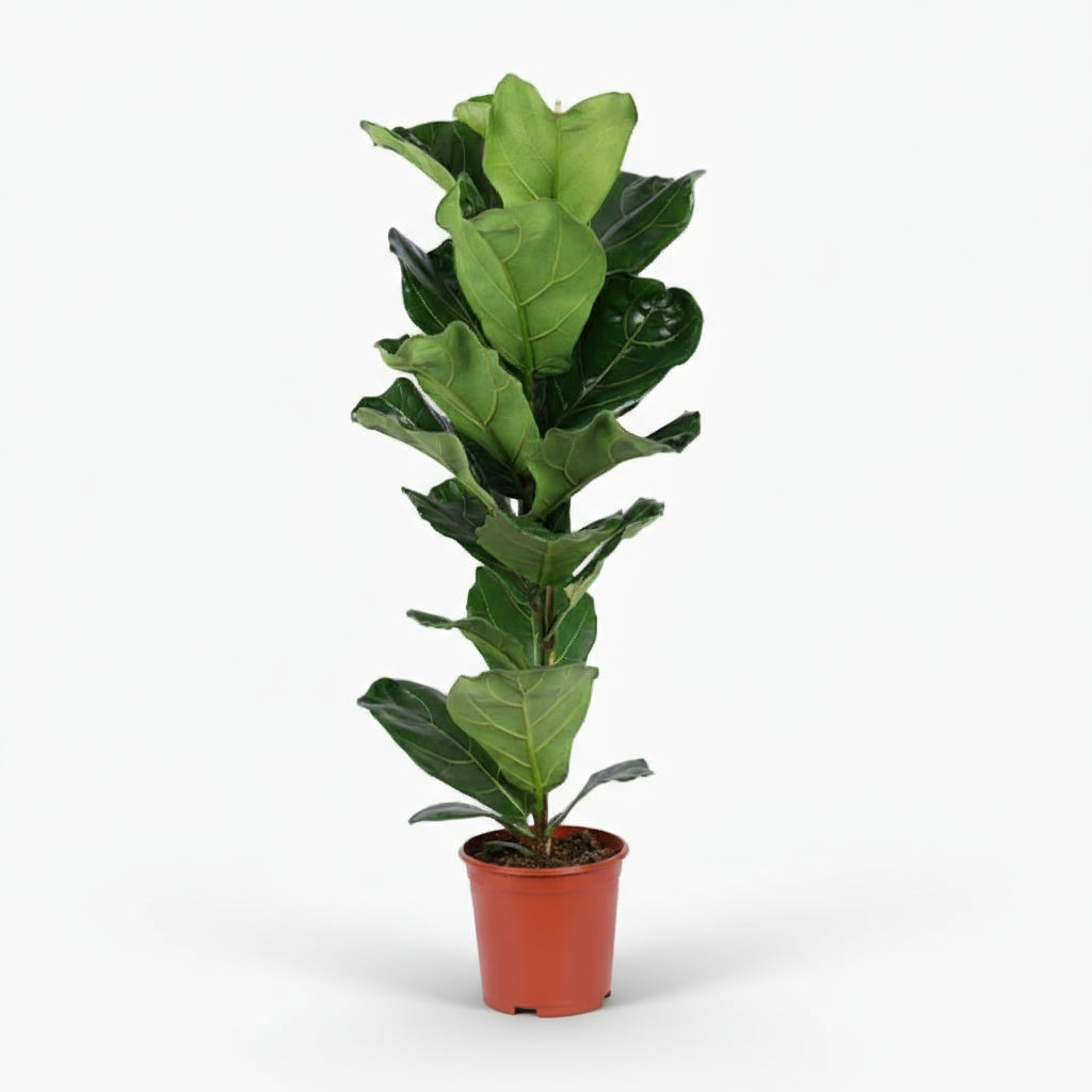 Ficus lyrata ramifié – Figuier lyre d’intérieur - Verdeia