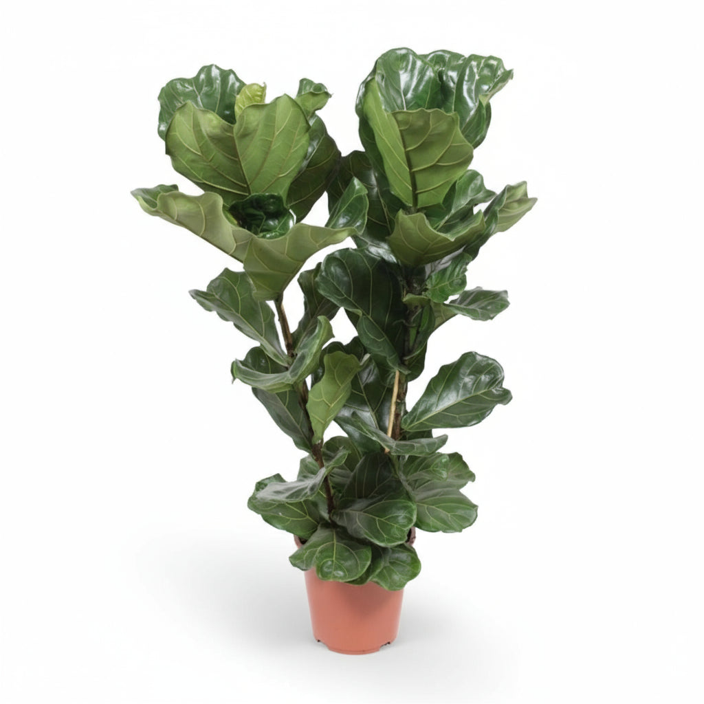 Ficus lyrata ramifié – Figuier lyre d’intérieur - Verdeia
