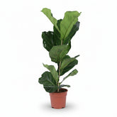 Ficus lyrata ramifié – Figuier lyre d’intérieur - Verdeia