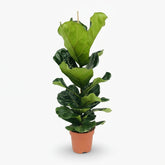 Ficus lyrata ramifié – Figuier lyre d’intérieur - Verdeia