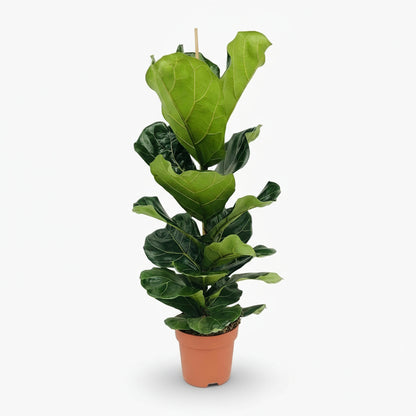 Ficus lyrata ramifié – Figuier lyre d’intérieur - Verdeia
