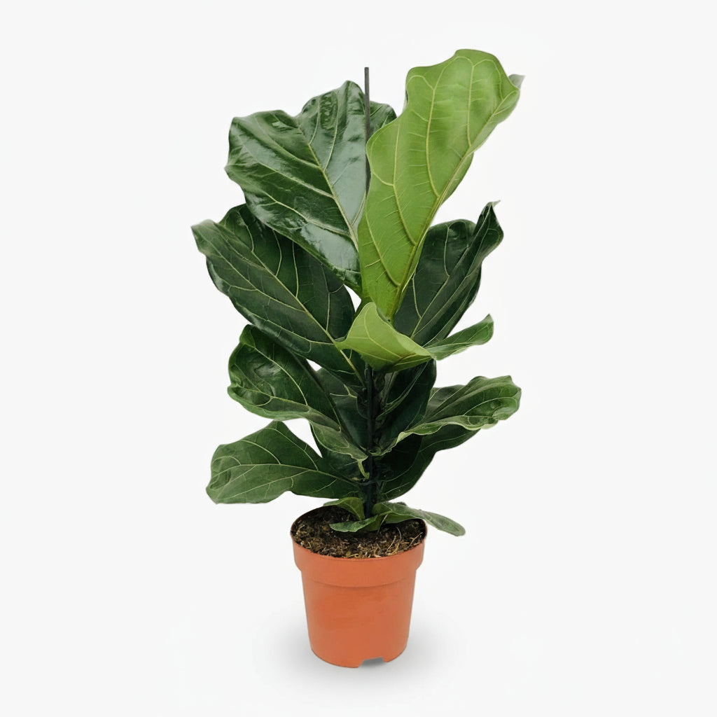Ficus lyrata ramifié – Figuier lyre d’intérieur - Verdeia