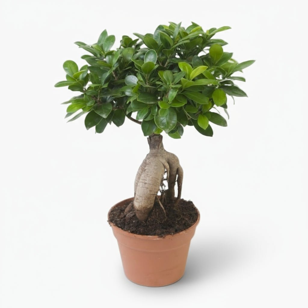 Ficus microcarpa &