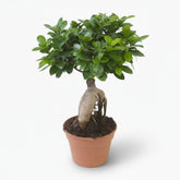 Ficus microcarpa &