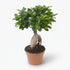 Ficus microcarpa &