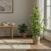 Ficus Microcarpa Moclame – Ø21 cm – H95 cm - Verdeia