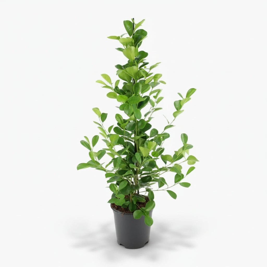 Ficus Microcarpa Moclame – Ø21 cm – H95 cm - Verdeia