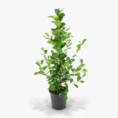 Ficus Microcarpa Moclame – Ø21 cm – H95 cm - Verdeia