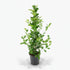 Ficus Microcarpa Moclame – Ø21 cm – H95 cm - Verdeia