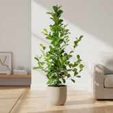 Ficus Microcarpa Moclame – Ø21 cm – H95 cm - Verdeia