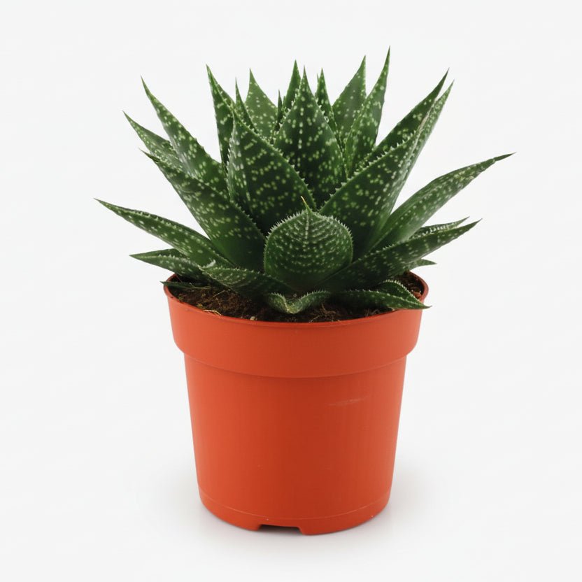 Gasteria Hybride Aurora — Ø11 cm — H15 cm - Verdeia