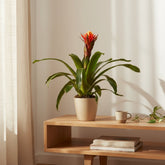 Guzmania Happiness - Ø12 H45 - Verdeia