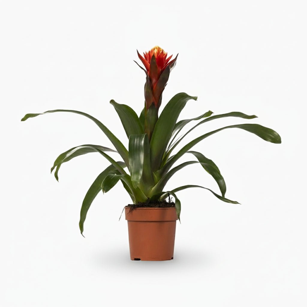 Guzmania Happiness - Ø12 H45 - Verdeia