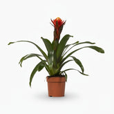 Guzmania Happiness - Ø12 H45 - Verdeia