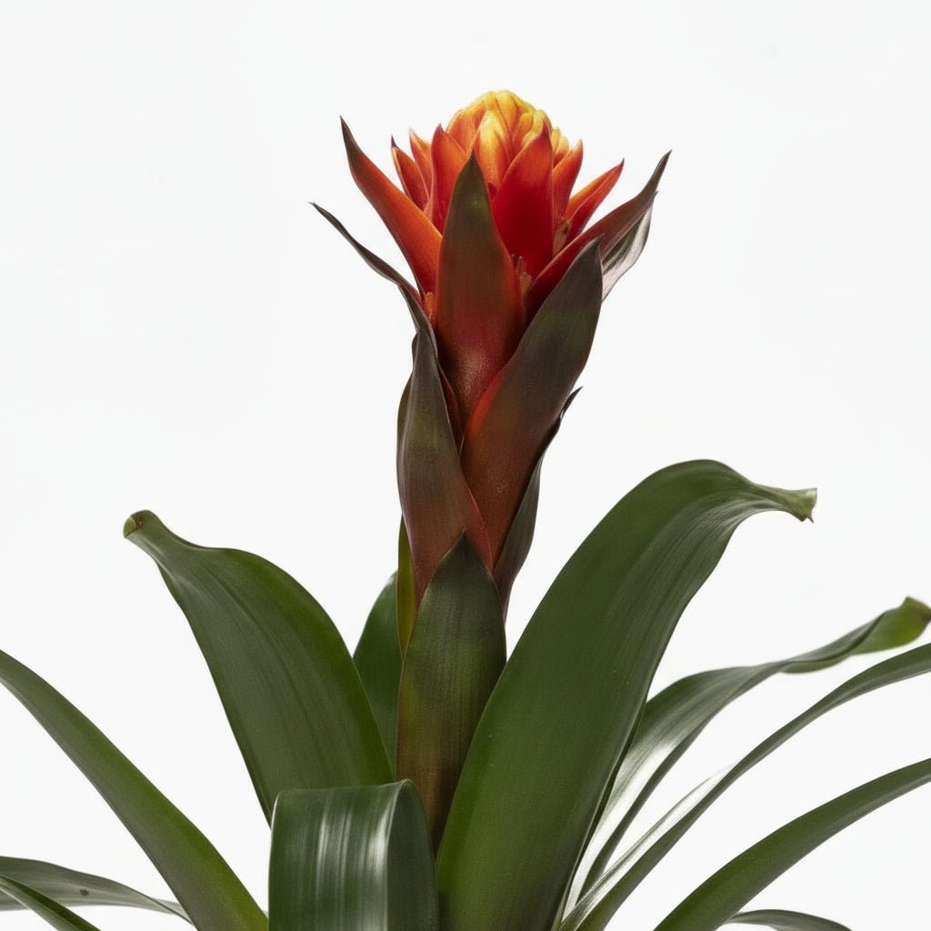 Guzmania Happiness - Ø12 H45 - Verdeia