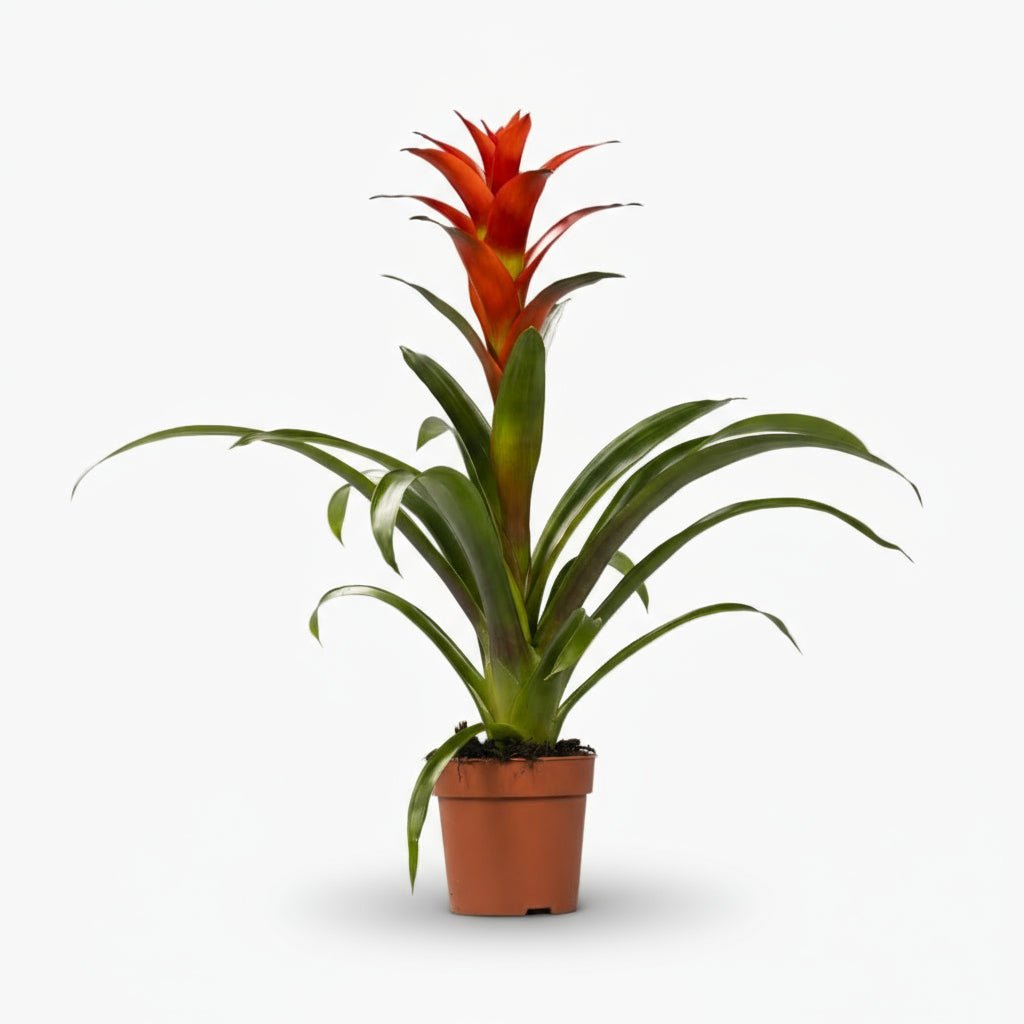 Guzmania Ostara - Ø12cm - H45cm - Verdeia