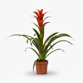 Guzmania Ostara - Ø12cm - H45cm - Verdeia