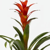 Guzmania Ostara - Ø12cm - H45cm - Verdeia