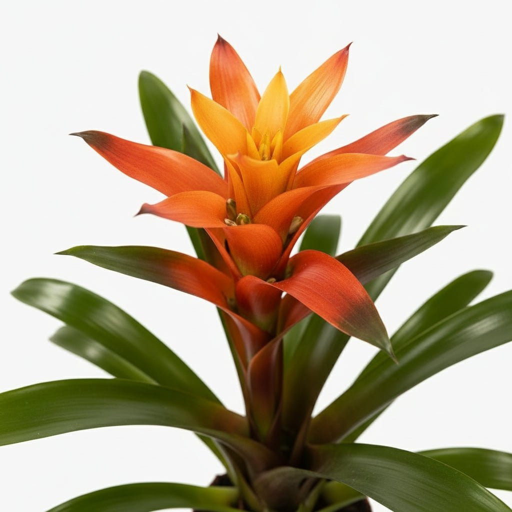 Guzmania Variada — D12 x H50 cm - Verdeia