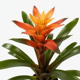 Guzmania Variada — D12 x H50 cm - Verdeia