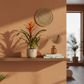 Guzmania Variada — D12 x H50 cm - Verdeia