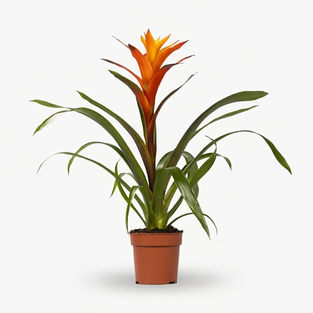 Guzmania Variada — D12 x H50 cm - Verdeia