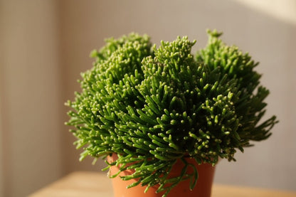 Hatiora Salicorniodes - 12 x 15 cm - Verdeia