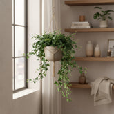 Hedera helix ‘Wonder Green’ – Lierre anglais - Verdeia