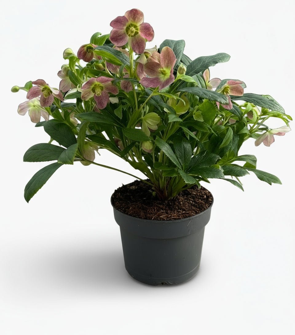 Helleborus ‘Viv Victoria’ — Rose de Noël — Ø17 cm — H45 cm - Verdeia