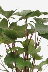 Homalomena Rubescens Maggy — Ø24 cm — H90 cm - Verdeia