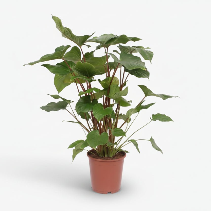 Homalomena Rubescens Maggy — Ø24 cm — H90 cm - Verdeia