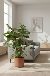 Homalomena Rubescens Maggy — Ø24 cm — H90 cm - Verdeia