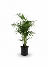 Howea forsteriana – Palmier Kentia d’intérieur tropical - Verdeia