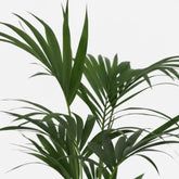 Howea forsteriana – Palmier Kentia d’intérieur tropical - Verdeia