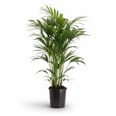 Howea forsteriana – Palmier Kentia d’intérieur tropical - Verdeia
