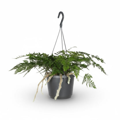 Humata tyermannii – Fougère “Pied d’Ours” – Ø17cm – ↕20cm - Verdeia