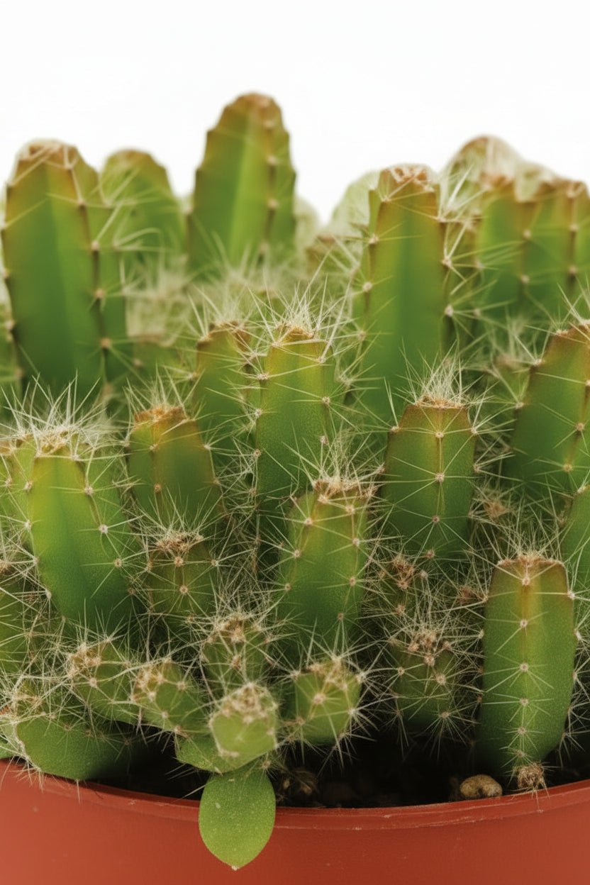 Hylocereus Undatus — Ø11 cm — H15 cm - Verdeia